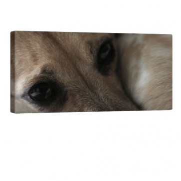 Dogs Mind Leinwanddruck 100x50cm